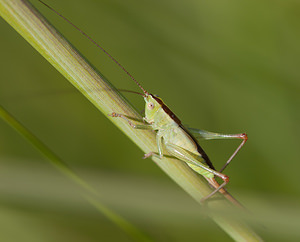 Conocephalus fuscus (Tettigoniidae)  - Conocéphale bigarré, Xiphidion Brun - Long-winged Conehead Nord [France] 24/07/2010 - 10m