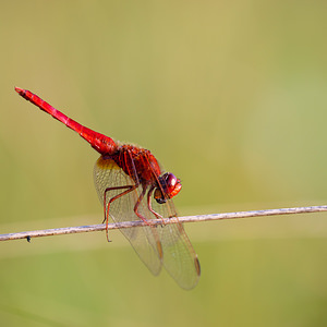 Crocothemis erythraea (Libellulidae)  - Crocothémis écarlate - Scarlet Dragonfly Marne [France] 11/07/2010 - 240m