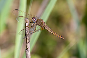 Crocothemis erythraea (Libellulidae)  - Crocothémis écarlate - Scarlet Dragonfly Nord [France] 18/07/2010 - 20m