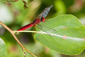 Crocothemis erythraea (Libellulidae)  - Crocothémis écarlate - Scarlet Dragonfly Nord [France] 18/07/2010 - 20m