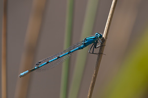 Enallagma cyathigerum (Coenagrionidae)  - Agrion porte-coupe - Common Blue Damselfly Nord [France] 18/07/2010 - 20m