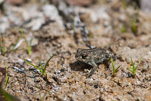 Epidalea calamita (Bufonidae)  - Crapaud calamite - Natterjack Nord [France] 24/07/2010 - 10m