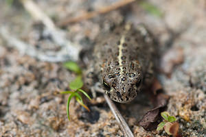 Epidalea calamita (Bufonidae)  - Crapaud calamite - Natterjack Nord [France] 24/07/2010 - 10m