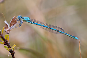 Erythromma lindenii (Coenagrionidae)  - Agrion de Vander Linden, Naïade de Vander Linden Meuse [France] 12/07/2010 - 340m