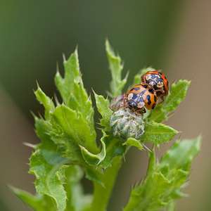 Harmonia axyridis (Coccinellidae)  - Coccinelle asiatique, Coccinelle arlequin - Harlequin ladybird, Asian ladybird, Asian ladybeetle Pas-de-Calais [France] 25/07/2010accouplement forme succinea