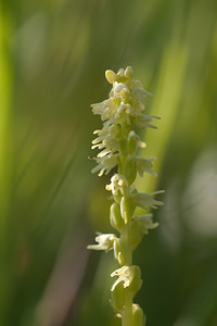 Herminium monorchis (Orchidaceae)  - Herminium à un seul tubercule, Orchis musc, Herminium clandestin - Musk Orchid Nord [France] 24/07/2010 - 10m