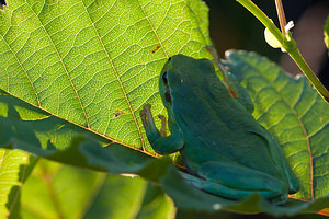 Hyla arborea (Hylidae)  - Rainette verte - Common Tree Frog Pas-de-Calais [France] 24/07/2010 - 10m