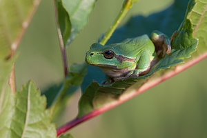 Hyla arborea (Hylidae)  - Rainette verte - Common Tree Frog Pas-de-Calais [France] 24/07/2010 - 10m