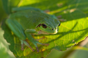 Hyla arborea (Hylidae)  - Rainette verte - Common Tree Frog Pas-de-Calais [France] 24/07/2010 - 10m