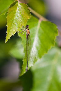 Ischnura elegans (Coenagrionidae)  - Agrion élégant - Blue-tailed Damselfly Nord [France] 18/07/2010 - 20mtype C immature