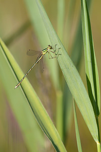 Lestes barbarus (Lestidae)  - Leste sauvage - Shy Emerald Damselfly Nord [France] 24/07/2010