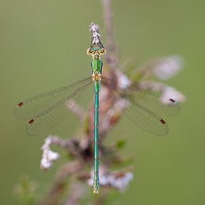 Lestes virens vestalis (Lestidae)  - Leste verdoyant septentrional Marne [France] 10/07/2010 - 250m