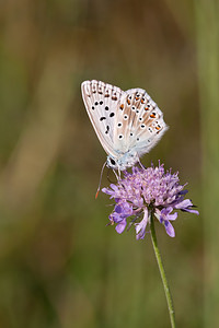 Lysandra coridon (Lycaenidae)  - Argus bleu-nacré - Chalk-hill Blue Ardennes [France] 13/07/2010 - 160m
