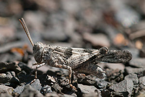 Oedipoda caerulescens (Acrididae)  - Oedipode turquoise, Criquet à ailes bleues - Blue-winged Grasshopper Nord [France] 18/07/2010 - 40m