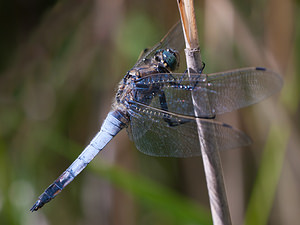 Orthetrum cancellatum (Libellulidae)  - Orthétrum réticulé - Black-tailed Skimmer Nord [France] 18/07/2010 - 20m