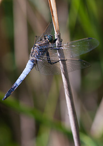 Orthetrum cancellatum (Libellulidae)  - Orthétrum réticulé - Black-tailed Skimmer Nord [France] 18/07/2010 - 20m