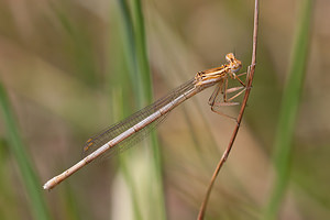 Platycnemis pennipes (Platycnemididae)  - Agrion à larges pattes, Pennipatte bleuâtre - White-legged Damselfly, Blue featherleg Meuse [France] 12/07/2010 - 340m