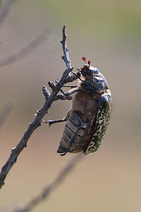 Polyphylla fullo (Scarabaeidae)  - Hanneton foulon, Hanneton des pins - Pine Chafer Nord [France] 24/07/2010 - 10m