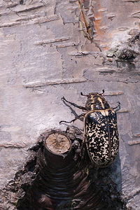 Polyphylla fullo (Scarabaeidae)  - Hanneton foulon, Hanneton des pins - Pine Chafer Nord [France] 24/07/2010 - 10m