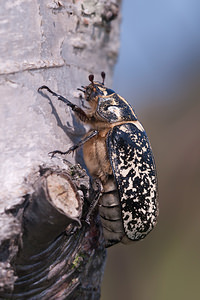 Polyphylla fullo (Scarabaeidae)  - Hanneton foulon, Hanneton des pins - Pine Chafer Nord [France] 24/07/2010 - 10m