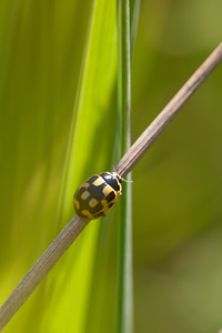 Propylea quatuordecimpunctata (Coccinellidae)  - Coccinelle à damier, Coccinelle à 14 points, Coccinelle à sourire Nord [France] 24/07/2010 - 10m