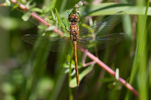 Sympetrum striolatum (Libellulidae)  - Sympétrum fascié - Common Darter Nord [France] 18/07/2010 - 20mm?le immature