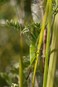 Tettigonia viridissima (Tettigoniidae)  - Grande Sauterelle verte, Sauterelle verte (des prés),  Tettigonie verte, Sauterelle à coutelas - Great Green Bush Cricket Nord [France] 24/07/2010 - 10m