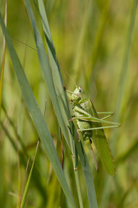 Tettigonia viridissima (Tettigoniidae)  - Grande Sauterelle verte, Sauterelle verte (des prés),  Tettigonie verte, Sauterelle à coutelas - Great Green Bush Cricket Nord [France] 24/07/2010 - 10m