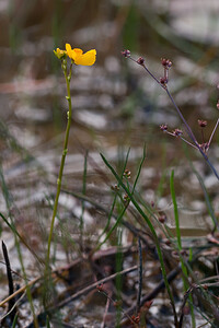 Utricularia neglecta (Lentibulariaceae)  - Utriculaire australe, Utriculaire citrine, Utriculaire élevée, Grande utriculaire, Utriculaire négligée - BladderwortUtricularia tenuicaulis x Utricularia vulgaris. Marne [France] 10/07/2010 - 250m