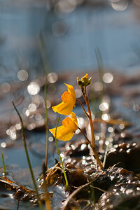 Utricularia neglecta (Lentibulariaceae)  - Utriculaire australe, Utriculaire citrine, Utriculaire élevée, Grande utriculaire, Utriculaire négligée - BladderwortUtricularia tenuicaulis x Utricularia vulgaris. Marne [France] 11/07/2010 - 240m