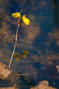 Utricularia neglecta (Lentibulariaceae)  - Utriculaire australe, Utriculaire citrine, Utriculaire élevée, Grande utriculaire, Utriculaire négligée - BladderwortUtricularia tenuicaulis x Utricularia vulgaris. Marne [France] 11/07/2010 - 240m