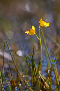 Utricularia neglecta (Lentibulariaceae)  - Utriculaire australe, Utriculaire citrine, Utriculaire élevée, Grande utriculaire, Utriculaire négligée - BladderwortUtricularia tenuicaulis x Utricularia vulgaris. Marne [France] 11/07/2010 - 250m