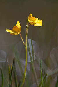 Utricularia neglecta (Lentibulariaceae)  - Utriculaire australe, Utriculaire citrine, Utriculaire élevée, Grande utriculaire, Utriculaire négligée - BladderwortUtricularia tenuicaulis x Utricularia vulgaris. Marne [France] 11/07/2010 - 250m