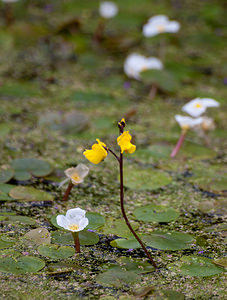 Utricularia vulgaris (Lentibulariaceae)  - Utriculaire commune, Utriculaire vulgaire - Greater Bladderwort Pas-de-Calais [France] 25/07/2010