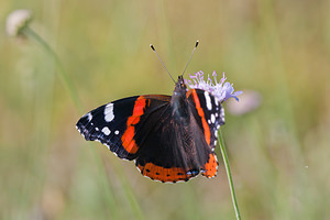 Vanessa atalanta (Nymphalidae)  - Vulcain, Amiral, Vanesse Vulcain, Chiffre, Atalante - Red Admiral Ardennes [France] 13/07/2010 - 160m