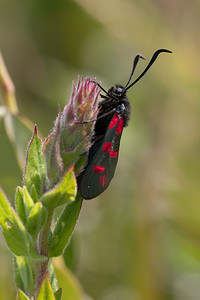 Zygaena filipendulae (Zygaenidae)  - Zygène du Pied-de-Poule, Zygène des Lotiers, Zygène de la Filipendule - Six-spot Burnet Nord [France] 24/07/2010 - 10m