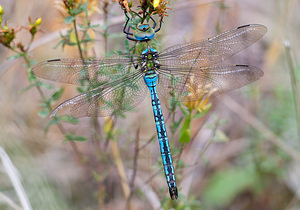 Anax imperator (Aeshnidae)  - Anax empereur - Emperor Dragonfly Nord [France] 08/08/2010 - 30m