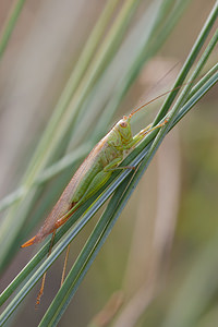 Conocephalus fuscus (Tettigoniidae)  - Conocéphale bigarré, Xiphidion Brun - Long-winged Conehead Pas-de-Calais [France] 01/08/2010 - 30m