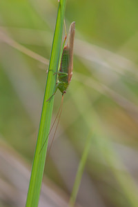 Conocephalus fuscus (Tettigoniidae)  - Conocéphale bigarré, Xiphidion Brun - Long-winged Conehead Pas-de-Calais [France] 01/08/2010 - 40m