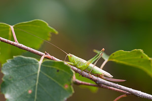 Conocephalus fuscus (Tettigoniidae)  - Conocéphale bigarré, Xiphidion Brun - Long-winged Conehead Nord [France] 08/08/2010 - 40m