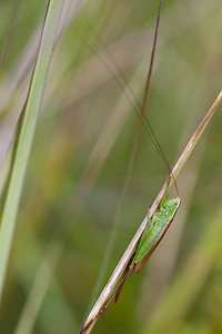 Conocephalus fuscus (Tettigoniidae)  - Conocéphale bigarré, Xiphidion Brun - Long-winged Conehead Mons [Belgique] 14/08/2010 - 20m