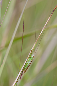 Conocephalus fuscus (Tettigoniidae)  - Conocéphale bigarré, Xiphidion Brun - Long-winged Conehead Mons [Belgique] 14/08/2010 - 20m