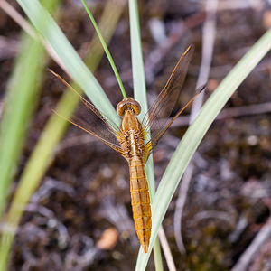 Crocothemis erythraea (Libellulidae)  - Crocothémis écarlate - Scarlet Dragonfly Nord [France] 08/08/2010 - 40m