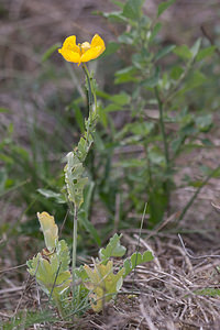 Glaucium flavum (Papaveraceae)  - Glaucier jaune, Glaucière jaune, Pavot jaune des sables - Yellow Horned Poppy Pas-de-Calais [France] 01/08/2010 - 30m