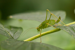 Leptophyes punctatissima (Tettigoniidae)  - Leptophye ponctuée, Sauterelle ponctuée, Barbitiste trèsponctué - Speckled Bush Cricket Nord [France] 07/08/2010 - 40m