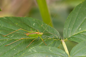 Leptophyes punctatissima (Tettigoniidae)  - Leptophye ponctuée, Sauterelle ponctuée, Barbitiste trèsponctué - Speckled Bush Cricket Nord [France] 07/08/2010 - 40m