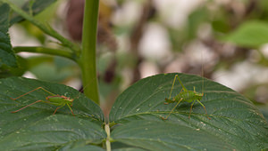 Leptophyes punctatissima (Tettigoniidae)  - Leptophye ponctuée, Sauterelle ponctuée, Barbitiste trèsponctué - Speckled Bush Cricket Nord [France] 07/08/2010 - 40m