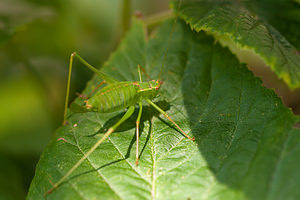 Leptophyes punctatissima (Tettigoniidae)  - Leptophye ponctuée, Sauterelle ponctuée, Barbitiste trèsponctué - Speckled Bush Cricket Nord [France] 07/08/2010 - 40m