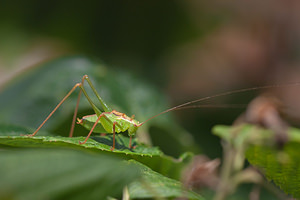 Leptophyes punctatissima (Tettigoniidae)  - Leptophye ponctuée, Sauterelle ponctuée, Barbitiste trèsponctué - Speckled Bush Cricket Nord [France] 07/08/2010 - 40m