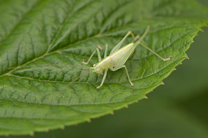 Meconema meridionale (Tettigoniidae)  - Méconème fragile Nord [France] 07/08/2010 - 40m